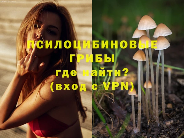 шишки Арсеньев